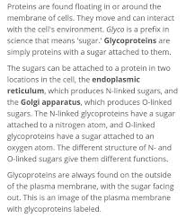 What is the role of cholesterol in the cell membrane? What Are Function Of Glycoprotein And Glcolipid Please Answer Brainly In