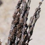 Image result for Myrothamnus flabellifolius