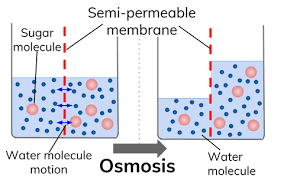 This reduces the pressure on the solution side of the pore by π for a semipermeable membrane. What Is Osmosis Definition From Seneca Learning