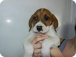 Maybe you would like to learn more about one of these? South Jersey Nj Boxer Meet Evelynn A Pet For Adoption