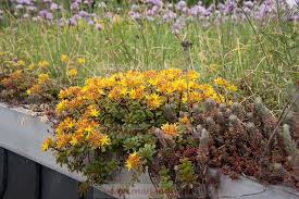 Dachbegrunung Dachbegrunung Gartenhutte Hofgarten