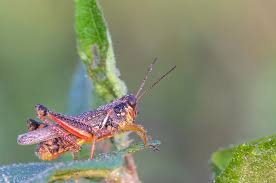 In laboratory tests the redlegged grasshopper ingested 25 percent of the foliage that it removed from six different host plants and wasted 75 percent. Dewy Red Legged Grasshopper Photograph By Nature S Faces