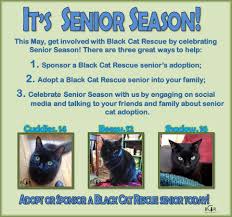 Hosted adoption events were there almost 17 years! Senior Season At Black Cat Rescue Black Cat Rescue