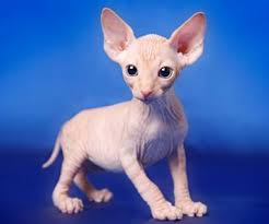 aviez vous deja vu un bebe sphynx ces chats sans poil bebes animaux chats et chatons chat sans poil