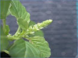 Image result for Amaranthus blitum