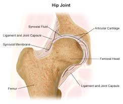 They enable movement and are classified by either their structure or function. Anatomy Of A Joint