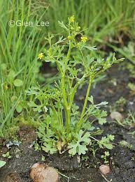 Image result for Ranunculus sceleratus