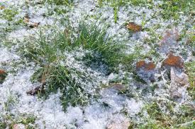Sod may help you get a green and growing lawn almost immediately after moving in to a new home, but it still needs a few weeks to settle down and develop strong roots before being treated like any other lawn. Cold Damaged Lawns How To Prevent And Fix Winter Damage On Turf