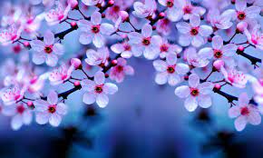 Cherry Blossom Wallpapers Top Free Cherry Blossom Backgrounds Wallpaperaccess Sakura is the symbol of rebirth and renewal in japan. cherry blossom wallpapers top free