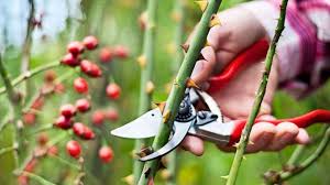 Ultima ediţie de street style cluj de vară, o pot declara încheiată cu acest articol. Cum Sa Iti Salvezi Plantele Daca Ti Se Usuca Florile Iata Ce Trebuie Sa Faci