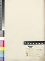 Image result for Pteronia acuminata