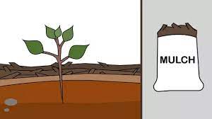Check spelling or type a new query. 4 Cara Untuk Menumbuhkan Pohon Apel Dari Biji Wikihow