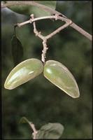 Image result for Marsdenia dregea