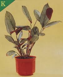 Image result for Ktenante Ctenanthe