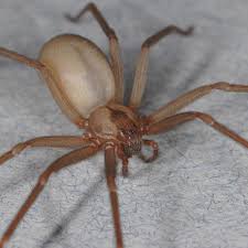 Share this article via email with one or more people 7 steps to treating a dog bite. Stop Blaming Brown Recluse Spiders For Your Horrifying Flesh Wounds The Verge