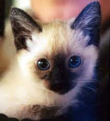 Aggressive Cat Noises Cute Cats Beautiful Cats Cats