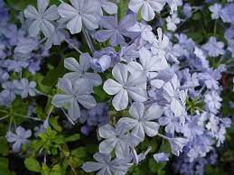 Check spelling or type a new query. Plumbago Auriculata Plumbago Cape Leadwort Butterfly Plants Texas Plants