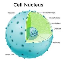 Nucleus in a cell