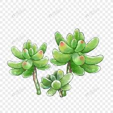 Cartoon Succulent Potted Plant Png Image Picture Free Download 401717221 Lovepik Com Check out our succulent wallpaper selection for the very best in unique or custom, handmade pieces from our wallpaper shops. cartoon succulent potted plant png