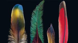 Feather is a portable file format for storing arrow tables or data frames (from languages like python or r) that utilizes the arrow ipc format internally. Ein Wunder Der Evolution Wie Die Natur Die Feder Erfand National Geographic