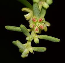 Image result for Suaeda monoica