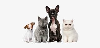 Puppy Kitten Png Dogs Cats Free Transparent Png Download Pngkey Download puppy kitten images and photos. puppy kitten png dogs cats free