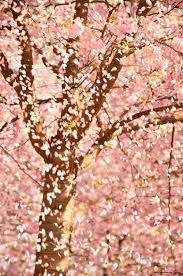 May13cherry Gif Cherry Blossom Petals Cherry Blossom Blossom