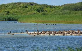 Parc Du Marquenterre 3 Picture Of Parc Du Marquenterre Saint Quentin En Tourmont Tripadvisor