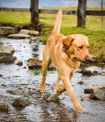 Lage unserer ferienwohnungen in oberstdorf. Urlaub Mit Hund In Oberstdorf Online Bei Hrs Holidays Schnell Und Gunstig Buchen
