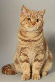 19 trendy cats british shorthair red tabby cat orange tabby cats cat breeds