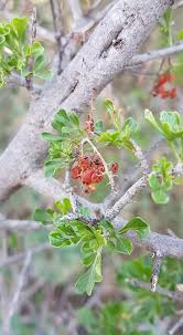 Image result for Searsia tenuinervis