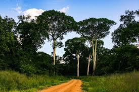 Image result for Sterculia appendiculata