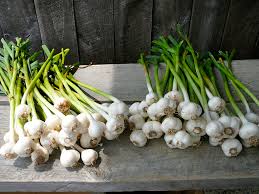 Check spelling or type a new query. Grow Your Own Garlic Blog Space For Life