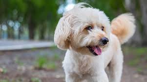 Jow many pups do teddy bear moms have? Teddy Bear Dog Breeds 20 Adorable Pups With Pictures