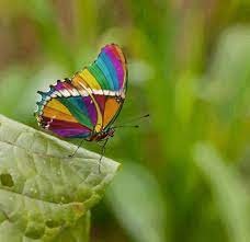 صور فراشة قوس قزح الملونة rainbow butterfly beautiful butterflies butterfly photos