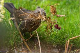 ►klar, hab ich auf die vier radieschen im topf eine etwas andere sichtweise als gartenmensch. Der Garten Als Baumarkt Foto Bild Natur Tiere Vogel Bilder Auf Fotocommunity
