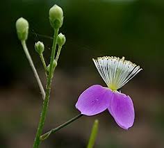 Image result for Cleome polyanthera