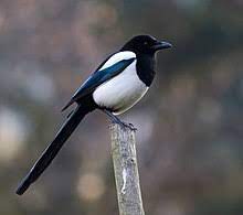 Like most corvids, the magpie is an incredibly intelligent bird. Eurasian Magpie Wikipedia