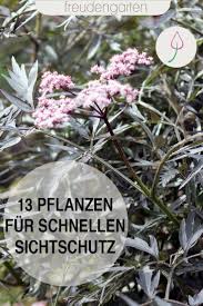 Schnell Wachsende Pflanzen Als Sichtschutz Wachsenden Pflanzen Schnell Wachsende Pflanzen Straucher Garten
