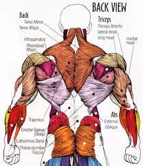 The intrinsic back muscles are sequestered in an osseofibrous canal, formed by the thoracolumbar fascia, the vertebral arches, and the spinous and transverse processes of associated vertebrae. Back Muscle Anatomy Pictures Back Muscle Anatomy Images Anatomy Human Body Body Muscle Anatomy Human Body Muscles Human Muscle Anatomy