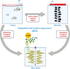 Publié par tunisie foot le : Frontiers Current Status Of The Algae Production Industry In Europe An Emerging Sector Of The Blue Bioeconomy Marine Science