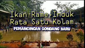 Lomba Mancing Ikan Rame Induk Rata Satu Kolam Youtube