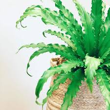 Image result for Asplenium preussii