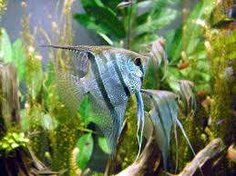A silver or zebra with one copy of the dark gene results in very attractive lacing in the fins, considered by some to the most attractive of all angelfish varieties. Pterophyllum Wikipedia