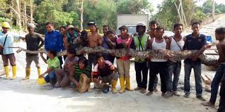 Peradaban maya menduduki wilayah yang luas dan mencakup kawasan meksiko tenggara dan amerika tengah bagian utara. Racun King Kobra Bisa Bunuh Manusia Dalam Hitungan Menit Merdeka Com