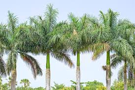 Image result for Roystonea