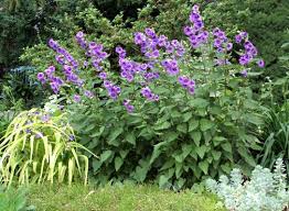 I Love This Plant Campanula Bernice Whole Life Gardening Plants Mediterranean Plants Cool Plants
