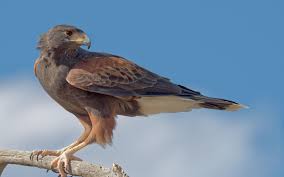 Merlin hawk posing on a rock. Harris S Hawk Audubon Field Guide