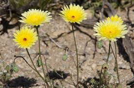 Maybe you would like to learn more about one of these? Wildflowers 2019 Joshua Tree National Park Cali49