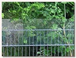 Wir Stellen Unseren Katzengarten Vor Katzengarten Katze Zaun Katzen Draussen